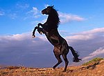 Cheval qui se cabre